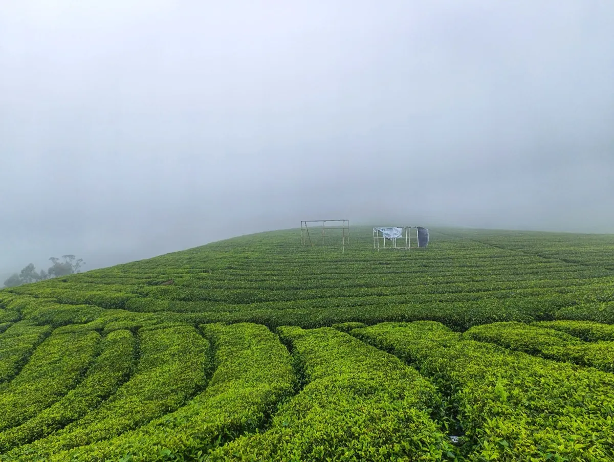 Misty tea-covered hills of Sri Lanka's central highlands