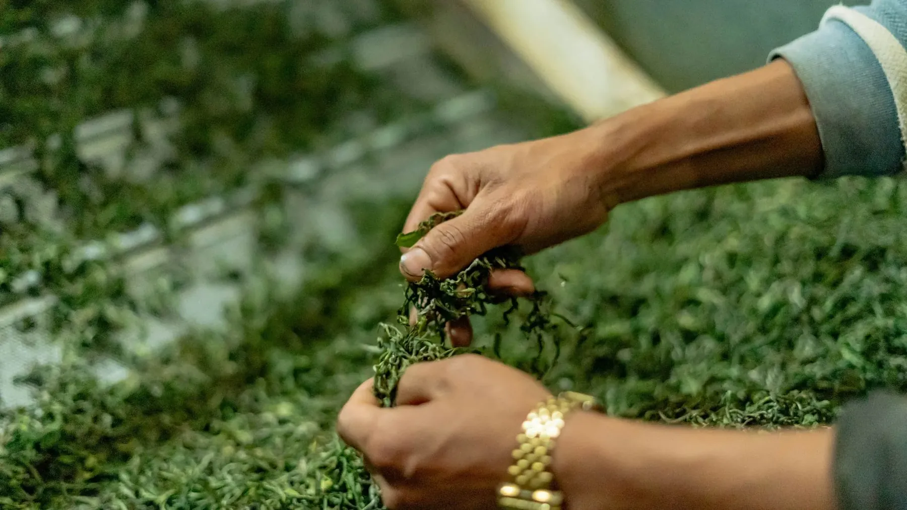 Ceylon tea production and private label manufacturing