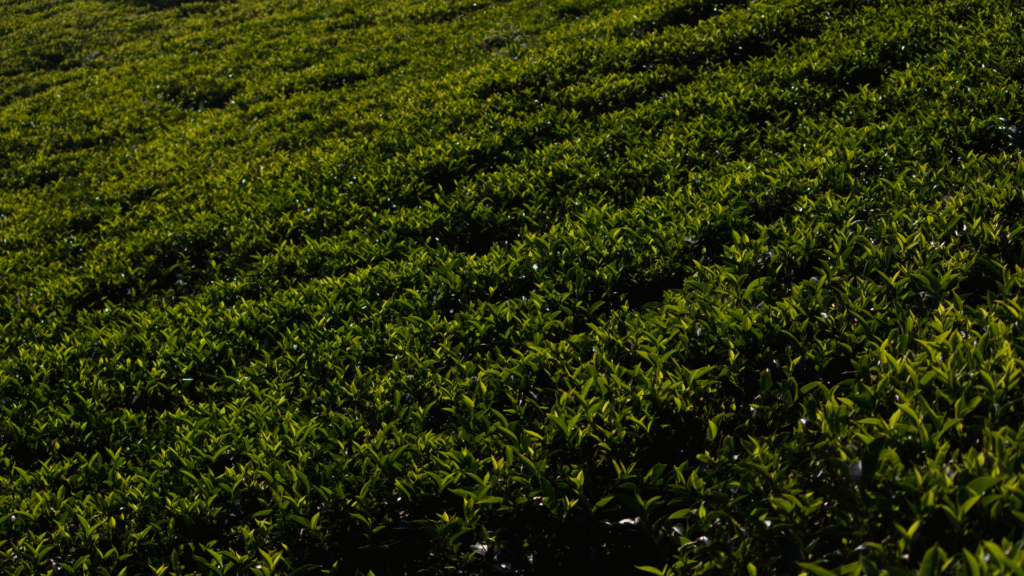 THE STORY THEY NEVER TOLD YOU ABOUT TEA: WHY CEYLON TEA STILL REIGNS SUPREME