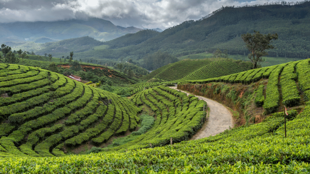SIP YOUR WAY TO SERENITY: DISCOVER THE BEST TEAS FOR STRESS RELIEF, FOCUS & WELLNESS