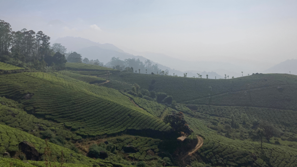 UNLOCK CENTURIES OF WELLNESS: THE ANCIENT HISTORY & MODERN HEALTH BENEFITS OF TEA